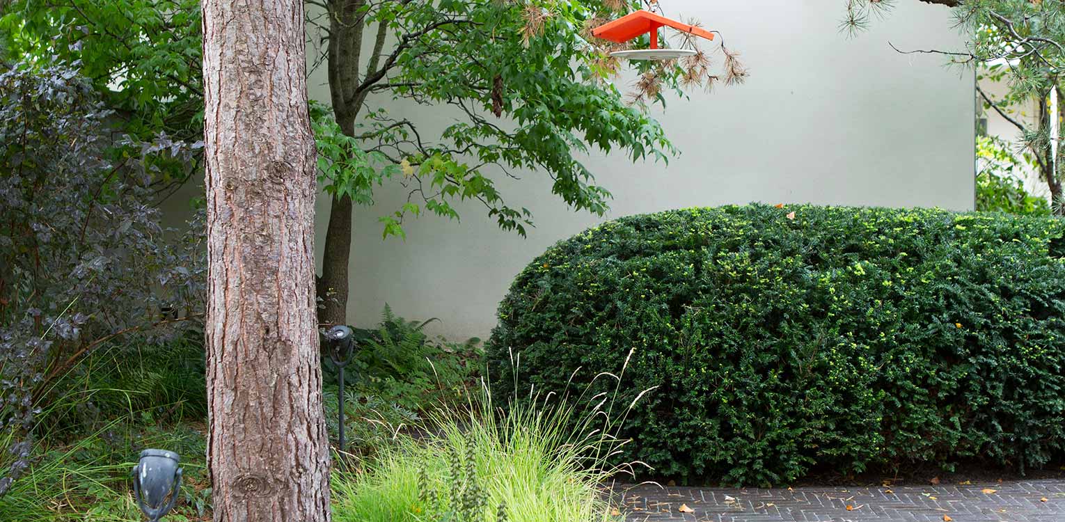 tuinontwerp-stadstuin-Westen-rondgesnoeide-taxushaag-7-denkers-in-tuinen-Apeldoorn-tuinarchitectuur