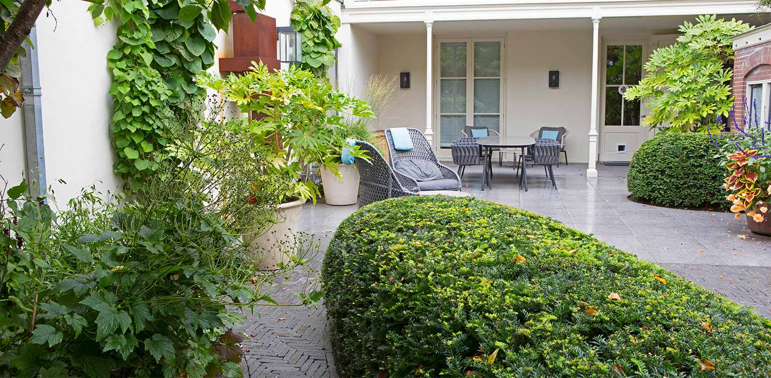 tuinontwerp-stadstuin-Westen-rondgesnoeide-taxushaag-fatsia-denkers-in-tuinen-Apeldoorn-tuinarchitectuur